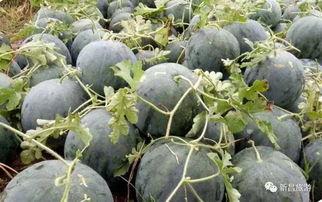 新昌吃瓜最新事件爆料,揭秘背后惊人真相